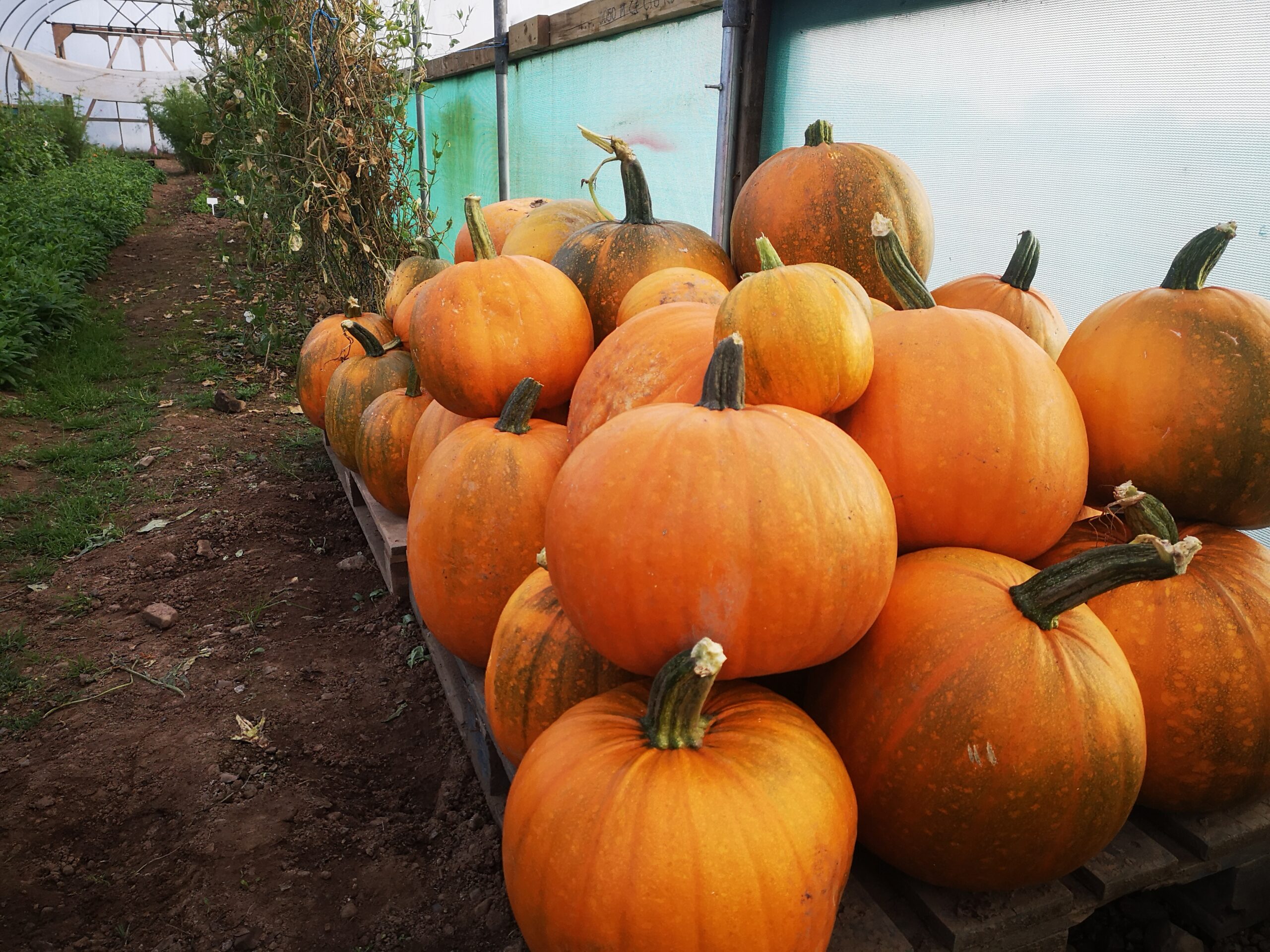 Pumpkin Patch & Spooky Maze - Image 2