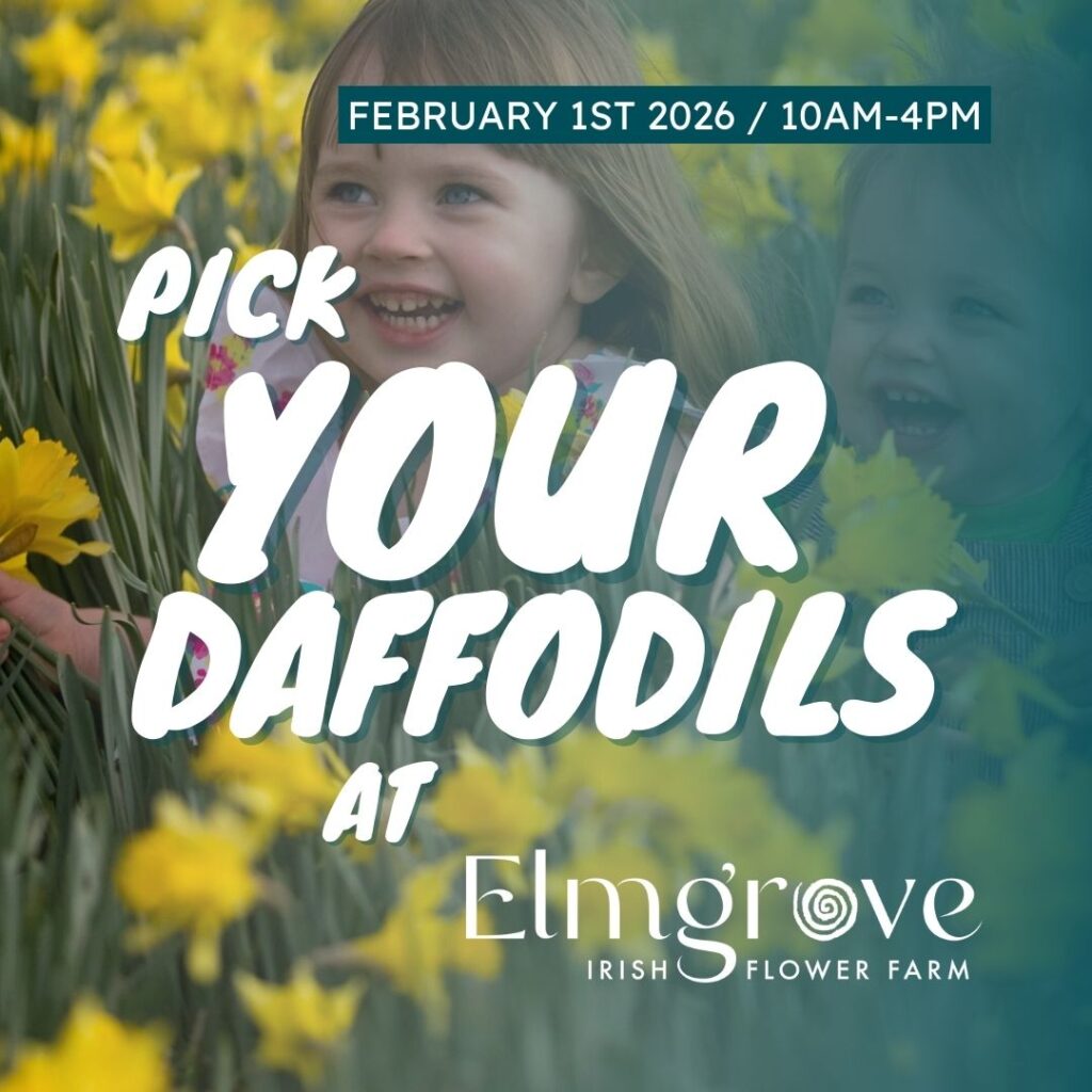 Pick Your Own Daffs