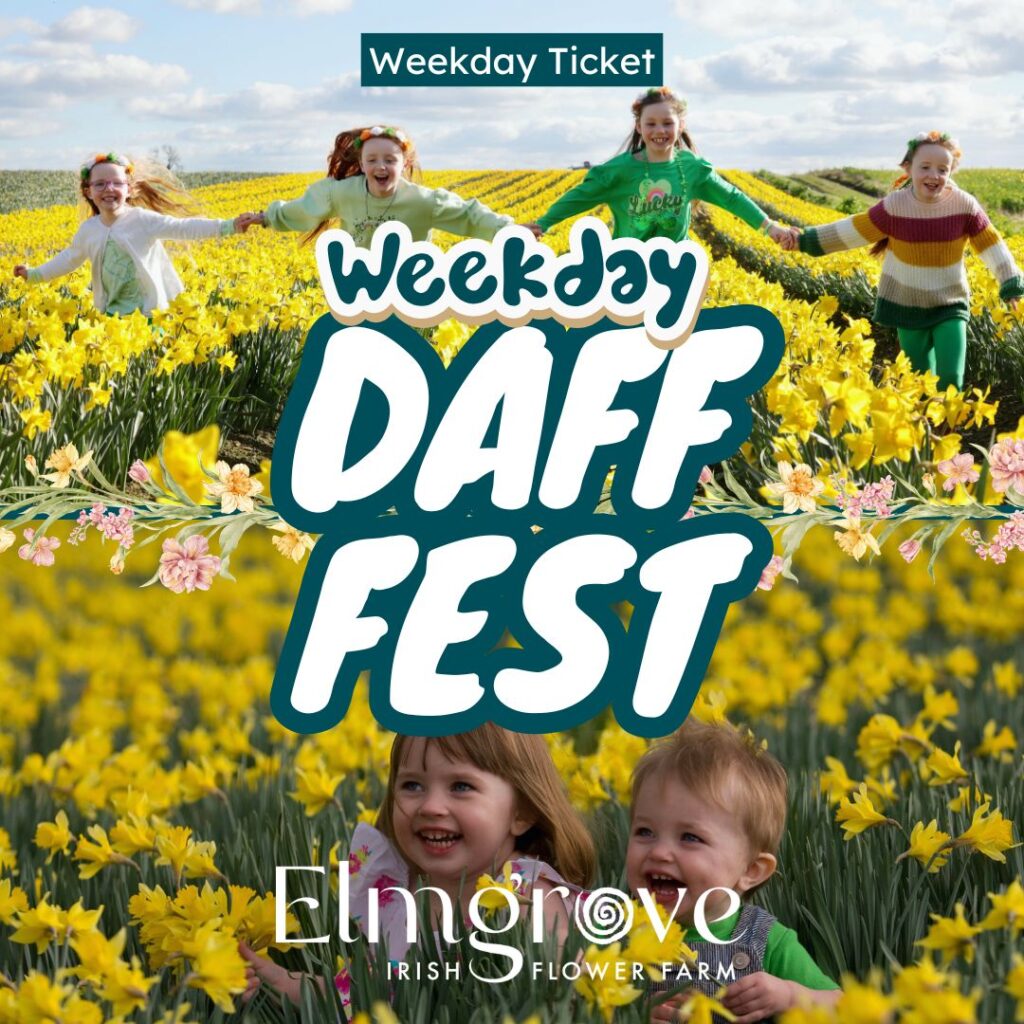 Daff Fest Weekday Ticket